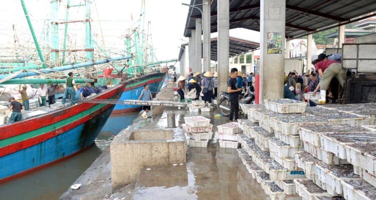 Nghệ An: Tàu thuyền về tránh bão số 3, cảng cá Lạch Quèn đón trên 500 tấn hải sản