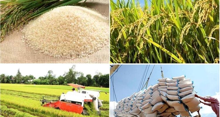Bổ sung quy định về kinh doanh xuất khẩu gạo
