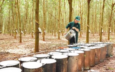 Năm 2025, kim ngạch xuất khẩu của ngành cao su sẽ tăng khoảng 10%