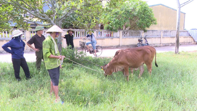 Ghi nhận từ mô hình hỗ trợ bò sinh sản cho hộ nghèo- Ảnh 4.