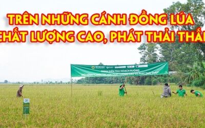 Trên những cánh đồng lúa chất lượng cao, phát thải thấp