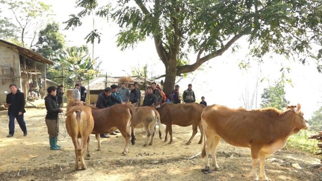 Khơi dậy khát vọng thoát nghèo ở huyện vùng cao biên giới Yên Minh- Ảnh 2.