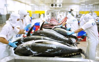 Xuất khẩu cá ngừ giảm trong tháng đầu năm 2025