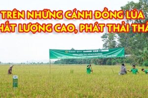 Trên những cánh đồng lúa chất lượng cao, phát thải thấp