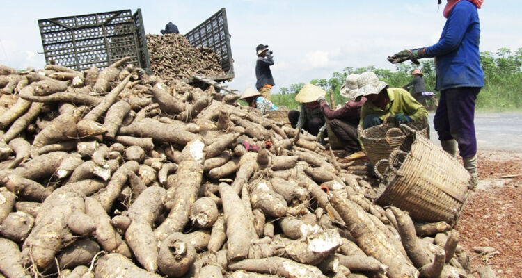 Cây sắn - cây trồng đa giá trị, có hiệu quả kinh tế cao