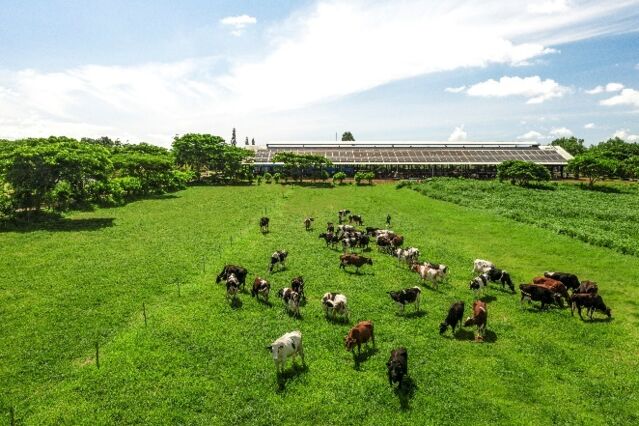 Hệ sinh thái “Net Zero” đã vượt ra ngoài những trang trại xanh của Vinamilk- Ảnh 11.