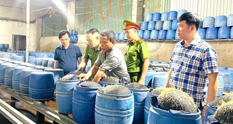 Phát hiện 2 cơ sở dùng hóa chất độc hại sản xuất hàng trăm tấn giá đỗ