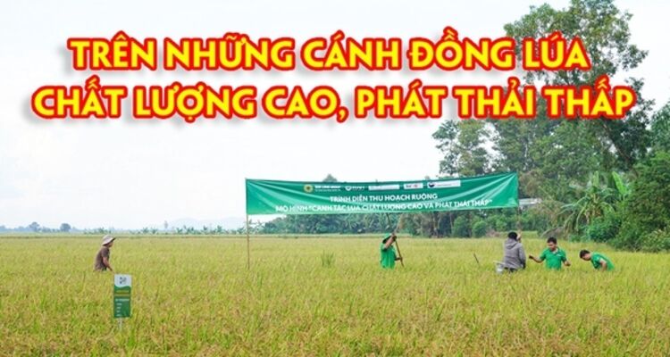 Trên những cánh đồng lúa chất lượng cao, phát thải thấp