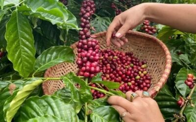 Xuất khẩu cà phê năm 2025 dự báo đạt 7 tỷ USD