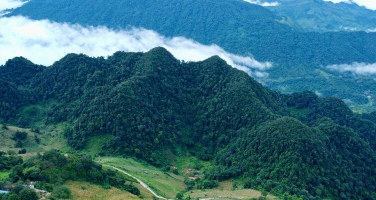 Lâm nghiệp là ngành bán tín chỉ carbon tiềm năng ở Việt Nam