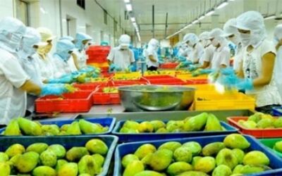 Xuất khẩu rau quả đạt kỷ lục mới 6,66 tỷ USD