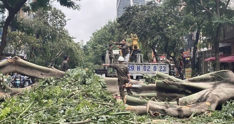 Hà Nội: Triển khai công tác khắc phục thiệt hại về cây xanh, gãy đỗ sau bão