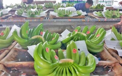 Việt Nam là nước cung cấp chuối lớn nhất cho thị trường Trung Quốc