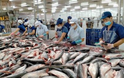 Xuất khẩu cá tra Việt Nam đang trên đường về đích 2 tỷ USD